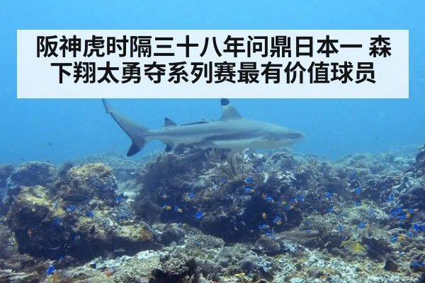 阪神虎时隔三十八年问鼎日本一 森下翔太勇夺系列赛最有价值球员