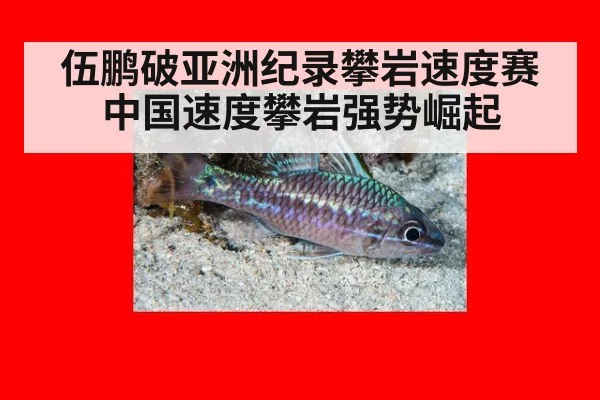 伍鹏破亚洲纪录攀岩速度赛中国速度攀岩强势崛起